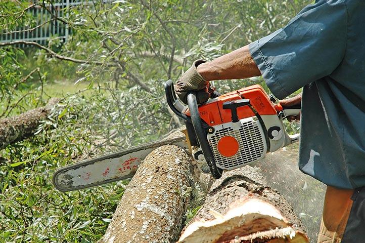 Dave's Killer Tree Service: Service Image-1 Dave's Killer Tree Service: Service Image-1