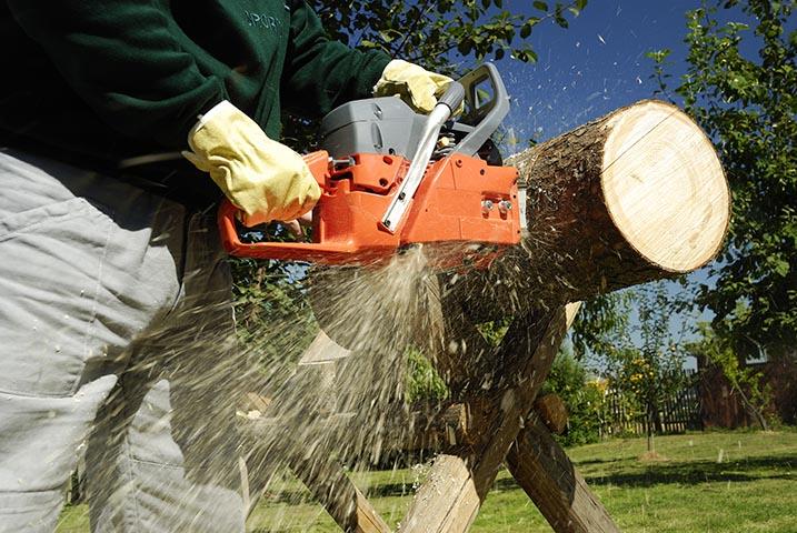 Dave's Killer Tree Service: Service Image-0 Dave's Killer Tree Service: Service Image-0